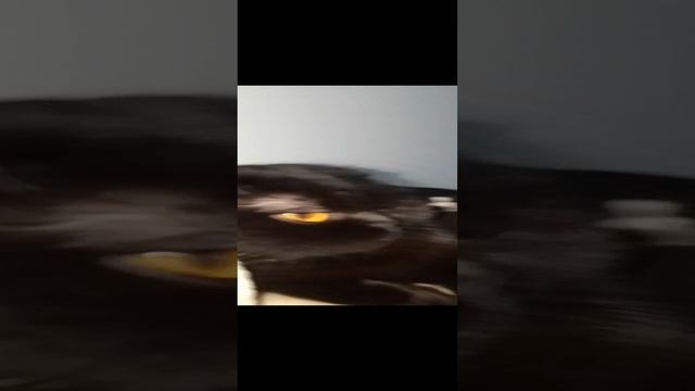 VID_20240921_092514.mp4