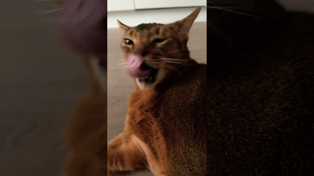СУББОТНИЙ ДЕНЁК  #cat #austin #smart #love