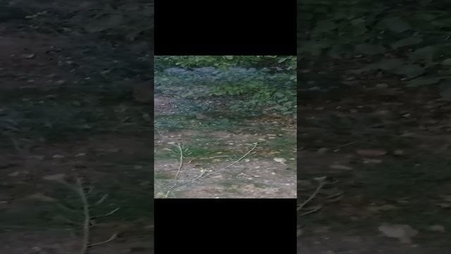 Вечерело. Ежика встретила