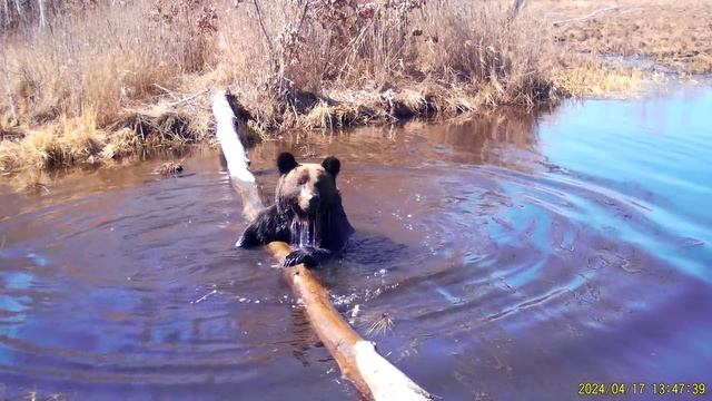 Хинганский заповедник опубликовал видео медведя, который хотел сделать всё красиво, но не смог