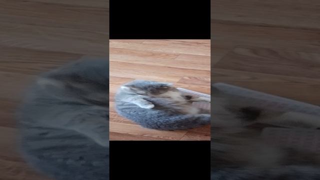 ха-ха, да хихи карты Мася