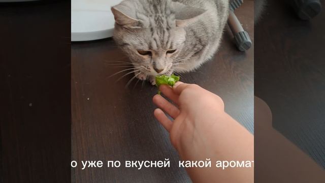 котя и точка