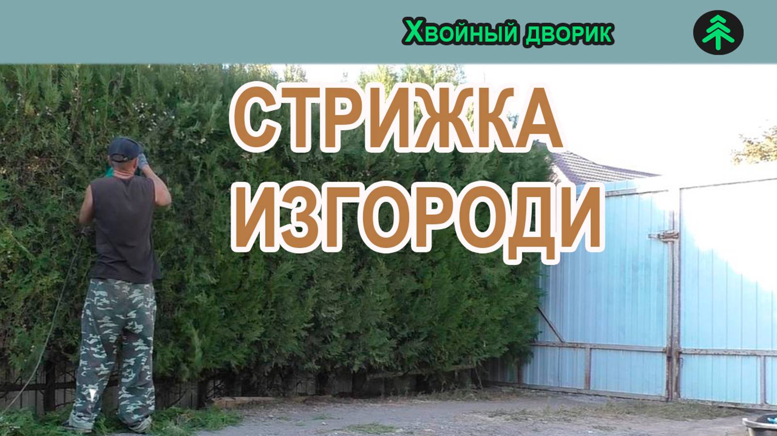 Как стричь живую изгородь из туи,стрижка изгороди из туи восточной.