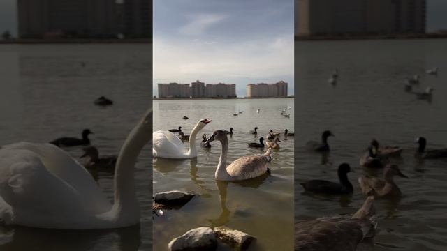 Вот такие красивые лебеди🦢 бархатный сезон #лебединоеозеро #красиваядевушка