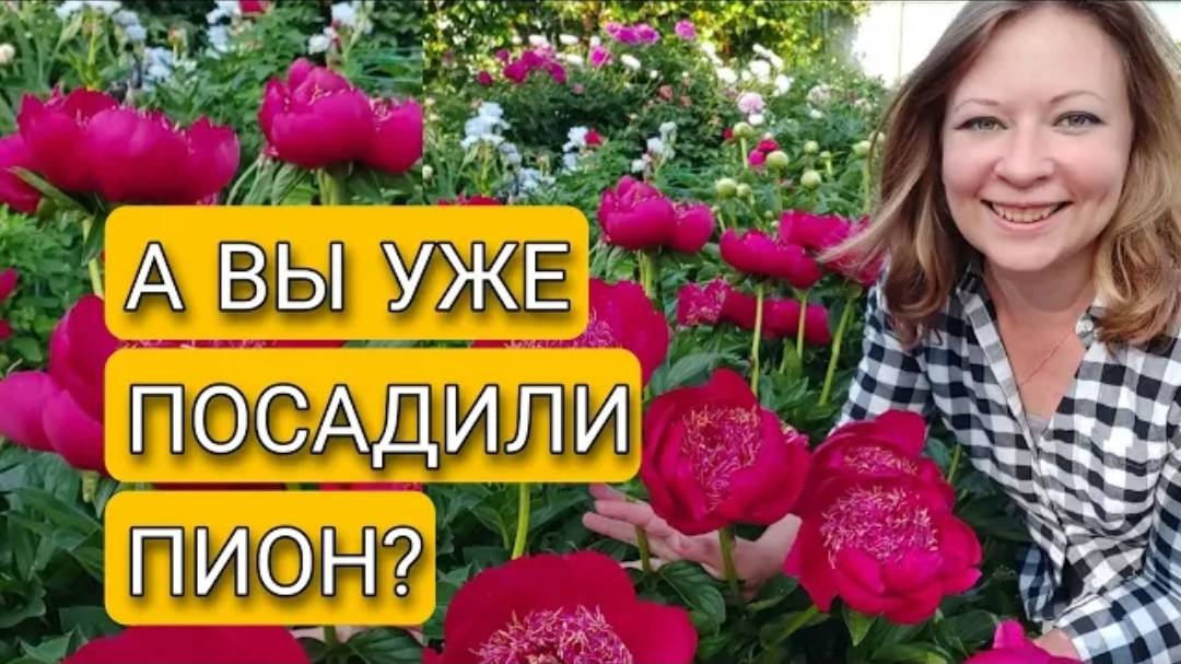 НЕ САЖАЙТЕ ПИОН, ПОКА НЕ ПОСМОТРИТЕ ЭТО ВИДЕО!