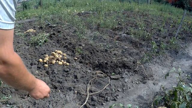 ЖИВЕМ В ДЕРЕВНЕ!!ВРЕМЯ ПРИШЛО СОБИРАТЬ УРОЖАЙ!!!КОПАЕМ КАРТОШКУ!!!!