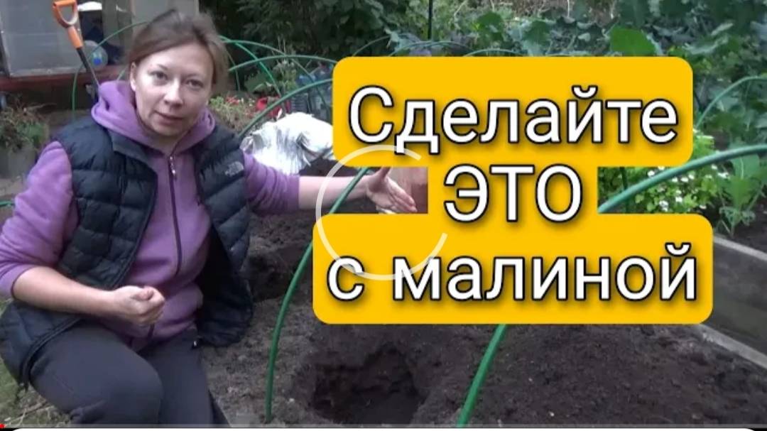 Сделайте ЭТО с малиной и ежевикой  Сажайте только так