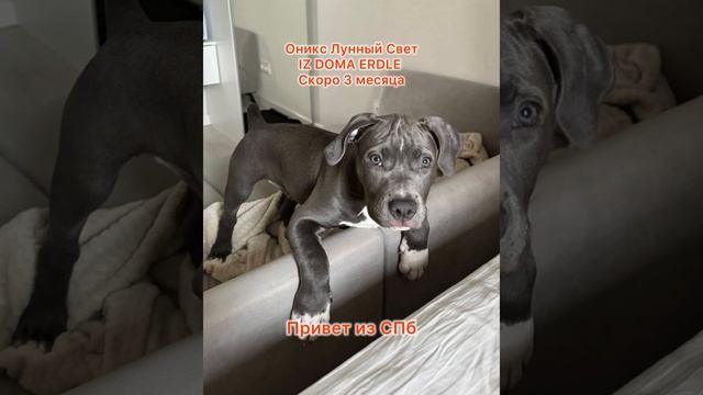 ❤️КРАСОТУН❤️ свободные малыши 89832559236 #amstaff #американскийстаффордширскийтерьер #питомник