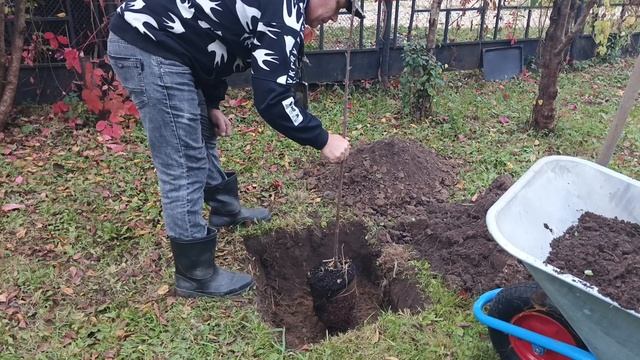 Посадка яблони в октябре, что посадить в октябре, дачные дела