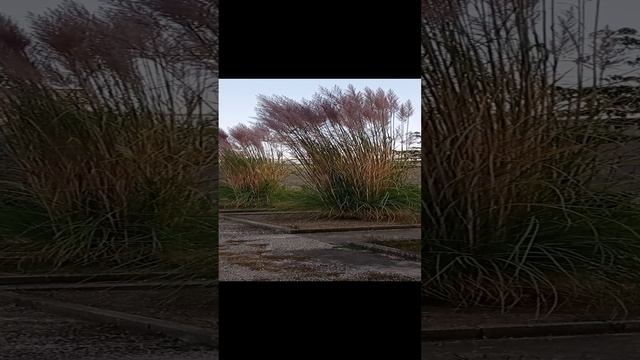Большая трава