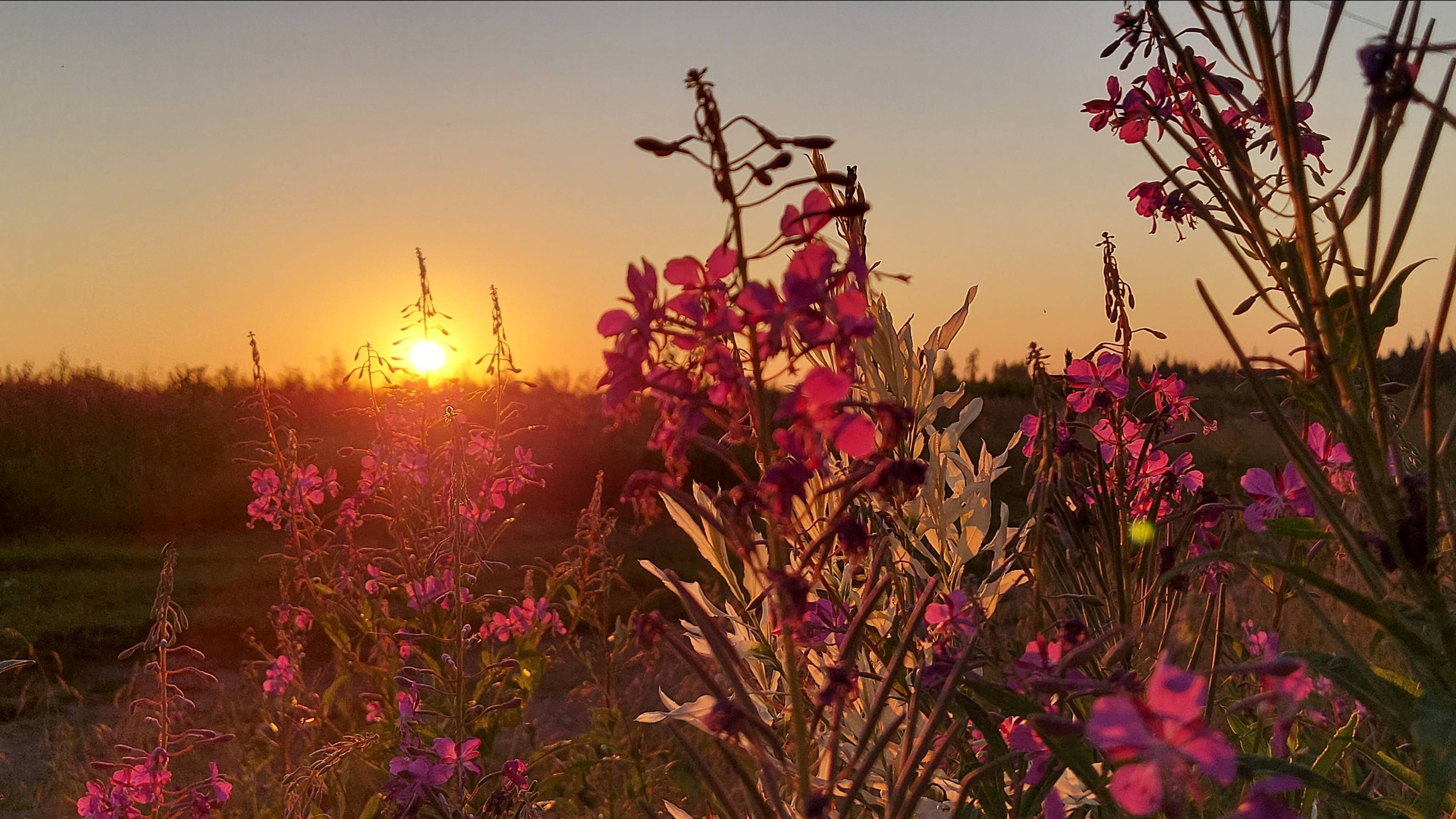 Сбор целебных растений.