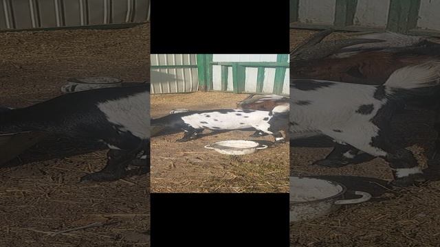 Камерунские козы