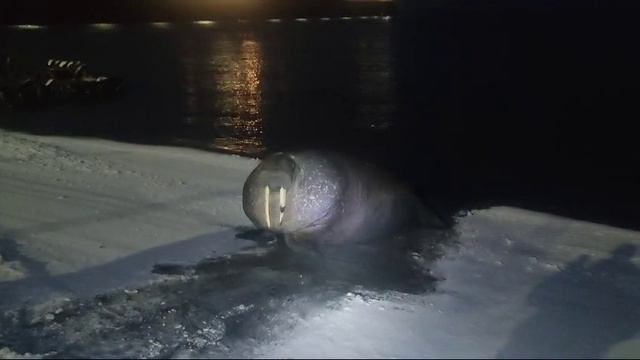 Морж в городе Певек. Чукотка