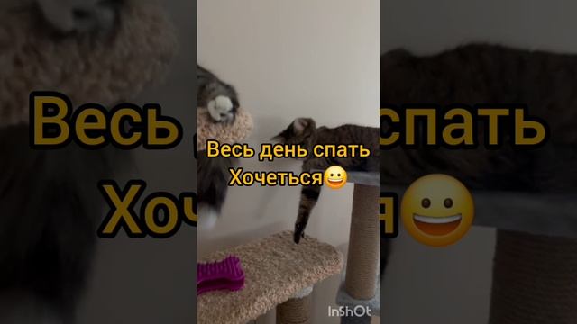 Веселые котики#юмор#приколыскотами#смешныекотики