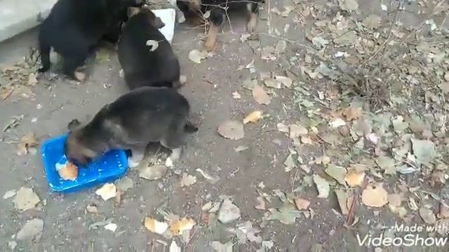 Бедные щенки остались без мамы....