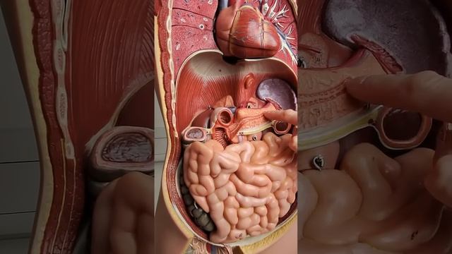 Y2mate.mx-Where is the pancreas_ #anatomy