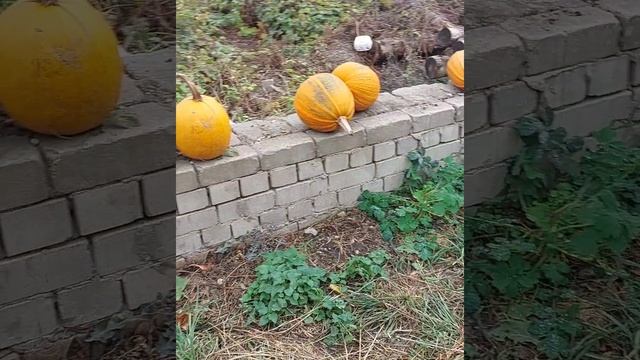 1000134450.mp4