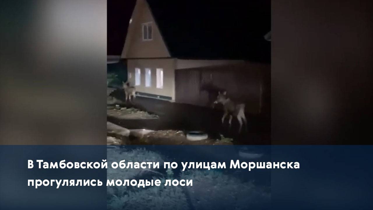 В Тамбовской области по улицам Моршанска прогулялись молодые лоси