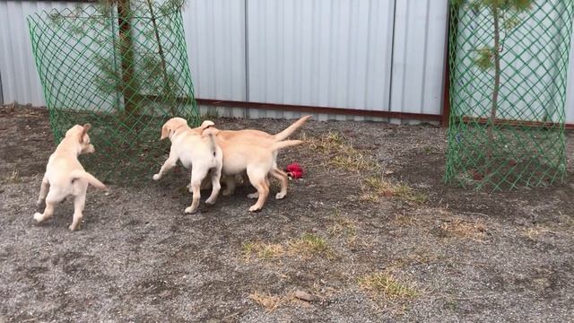 ЛАБРАДОР /ПИТОМНИК/SHATSKIKH`S DOGS/ НОВОСИБИРСК