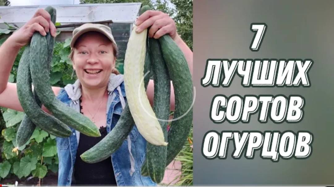 7 ЛУЧШИХ СОРТОВ И ГИБРИДОВ ОГУРЦОВ, КОТОРЫЕ ДАЮТ УРОЖАЙ ДО СЕРЕДИНЫ ОКТЯБРЯ!