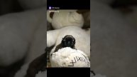 clip19320276_456242905