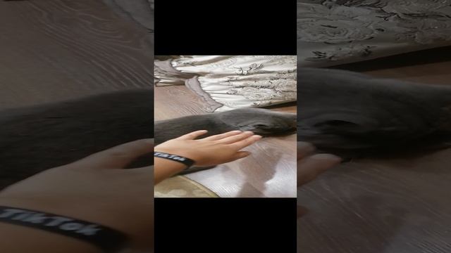 кошка говорит мама😂