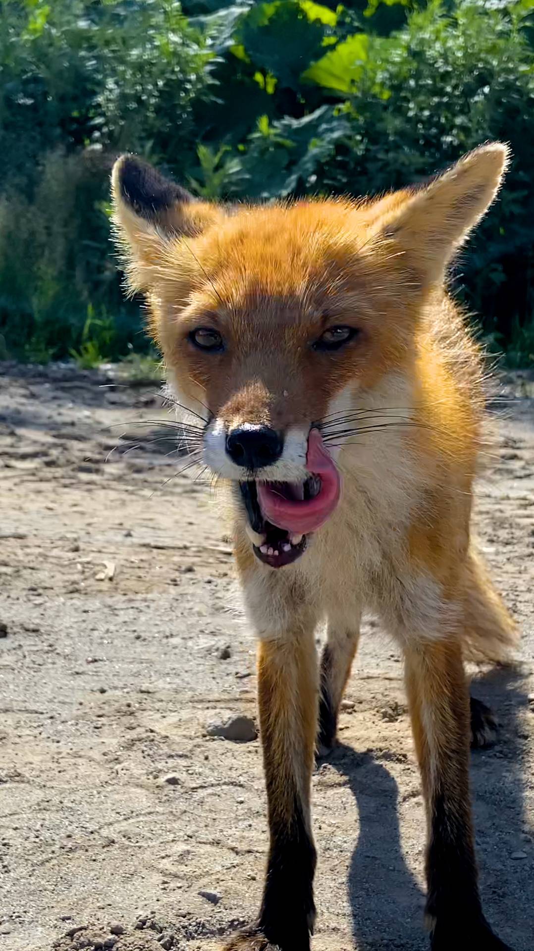 Рыжая попрошайка 🦊 орудует на трассе