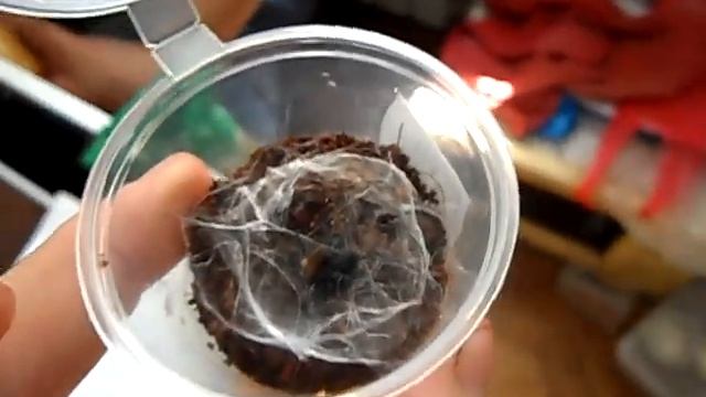 Кормление малышки Avicularia versicolor