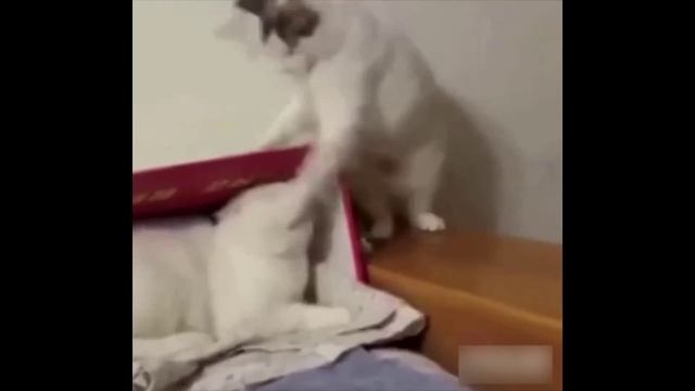 1000000849.mp4
