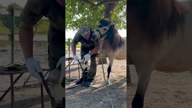 Расчистка копыт лошади.Онлайн консультаци Horse Familу