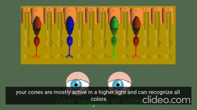 eye-anatomy-song_G1nfxsPc