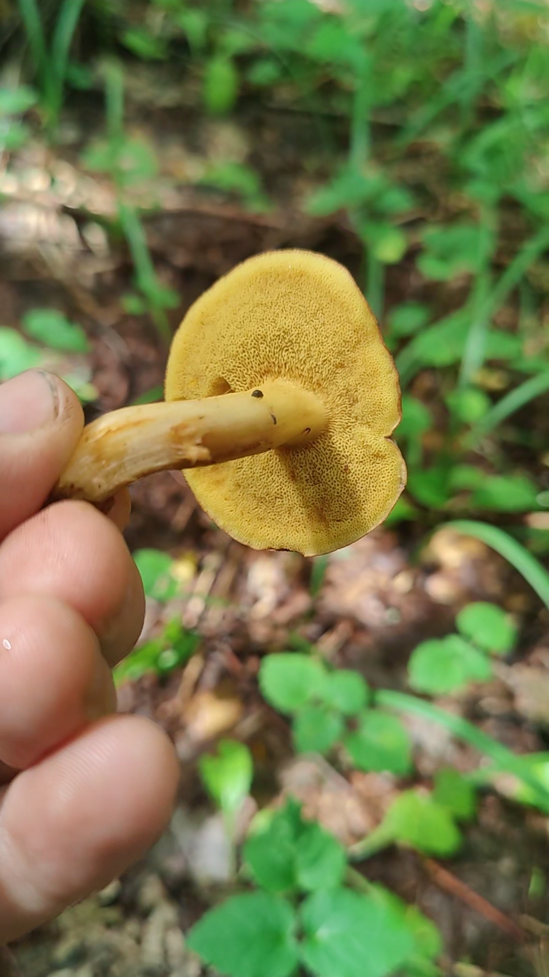 Интересный гриб - моховик, ореховик или козлёнок? #trending #mushroom #лес #природа #грибы #nature