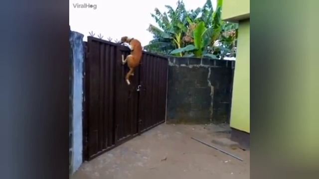 На зарядку становись!