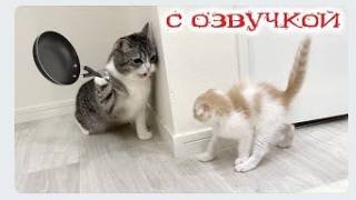 Приколы с котами! Смешные коты! С ОЗВУЧКОЙ! СМЕШНЫЕ ЖИВОТНЫЕ 2023! Тест на психику!