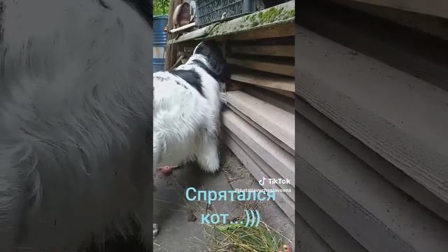 Спрятался кот...)))