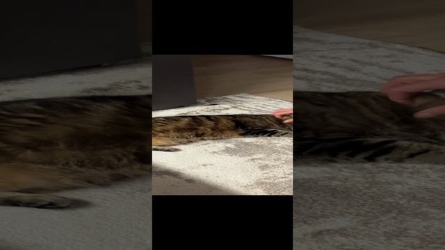 ЧЕССИ🐯ПОКАЖИ, ГДЕ ЧЕШИТСЯ