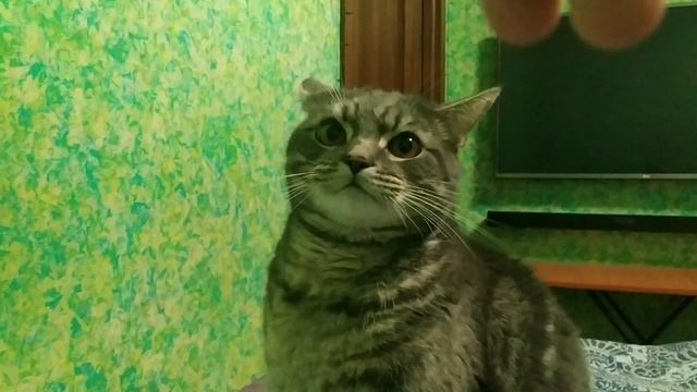 кот Граф с характером