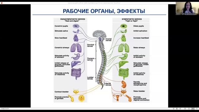 АНС_гипоталмус_рус