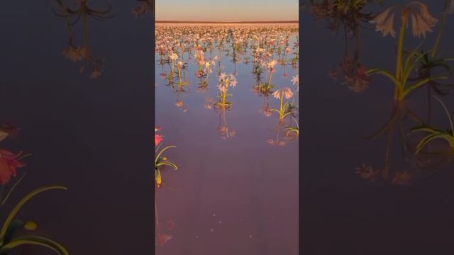 В Намибии цветут пустынные лилии.