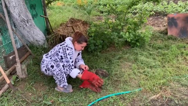 СПАСЕНИЕ ЕЖИКА 🦔 ОТ НАШЕЙ ОХОТНИЦЫ
