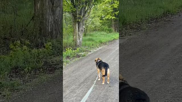 пугающее дерево