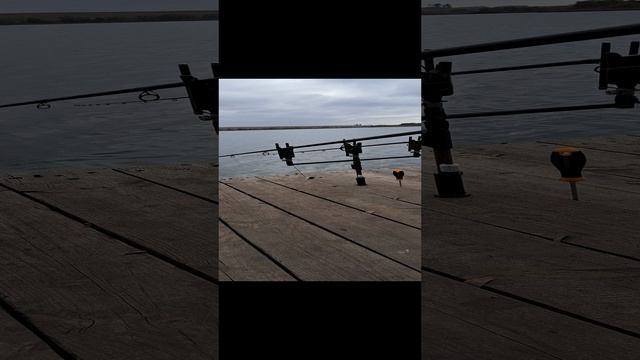#fishing #карпфишинг #carpfishing #рыбалка #carp #ловлякарпа