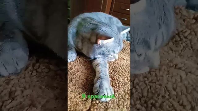 Я красивый.кот Сеня#shorts_video #cat