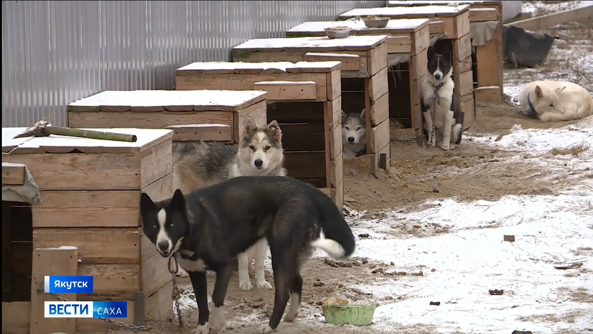 14:30 ВЕСТИ САХА 17/10/24 НА РУССКОМ ЯЗЫКЕ