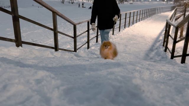 Walk in the first snow | Shot on iPhone