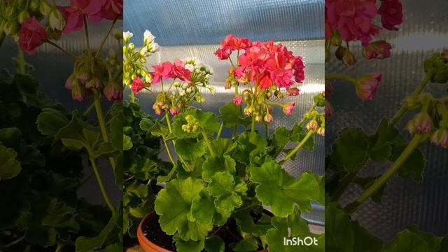 Мои 20 сортов прекрасных пеларгоний