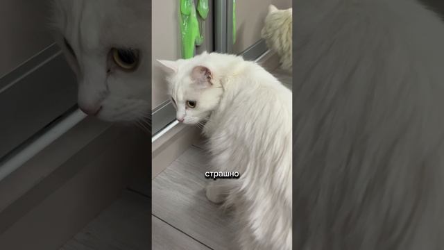 Как изгнать это? 🙀