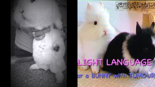 🦋ARCTURIAN (x ALPHA CENTAURI x SIRIUS) LIGHT LANGUAGE for a BUNNY with TUMOURS🦋