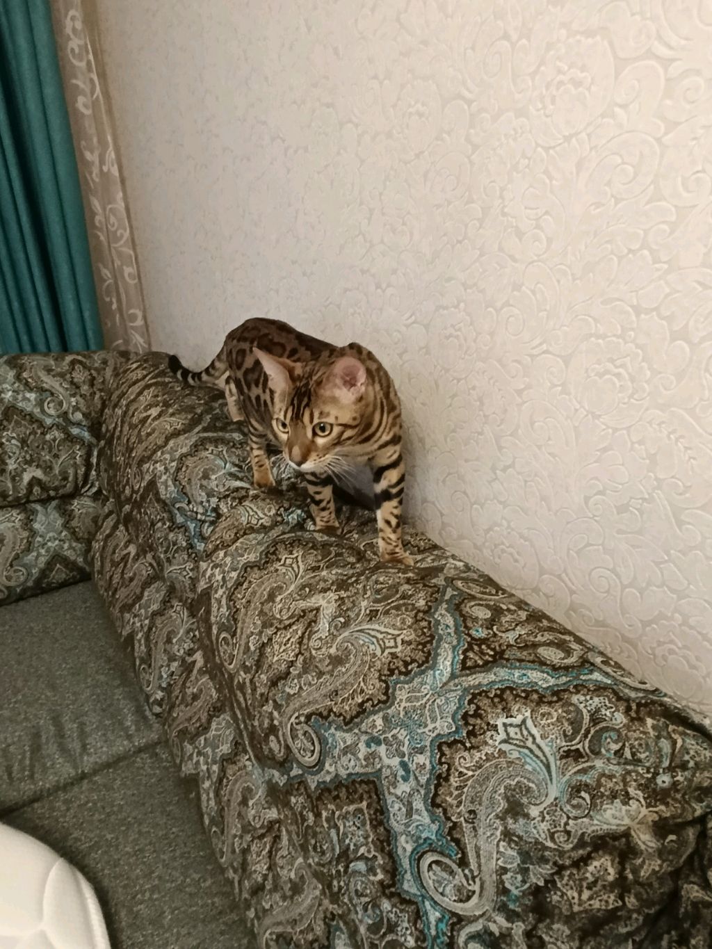 какой хороший касперёнок