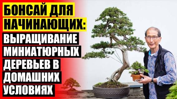 🚫 Неприхотливые комнатные деревья 👍 Какое дерево дает энергию женщине